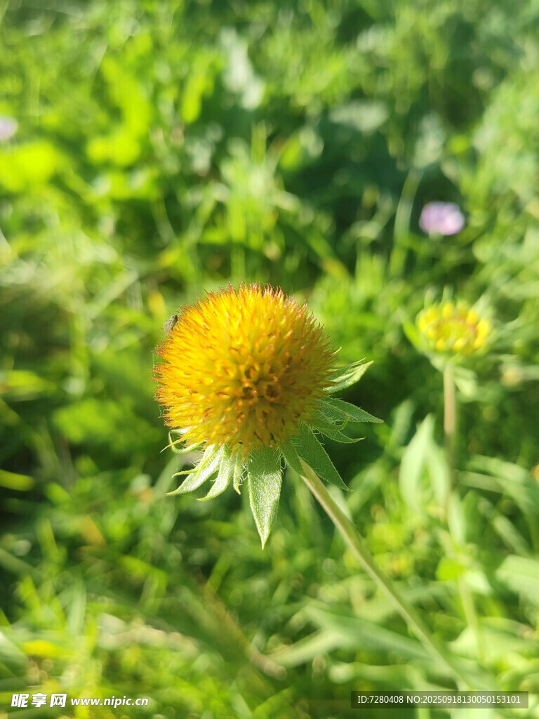 田野中的黄色小花
