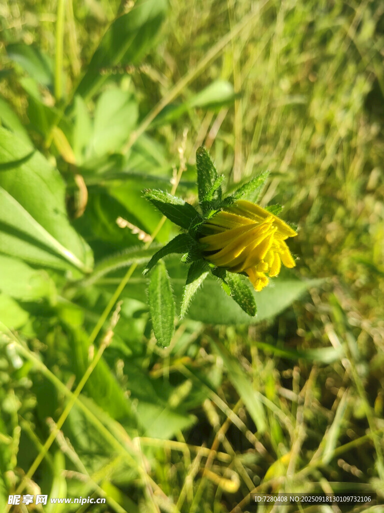 草丛中的黄色小花