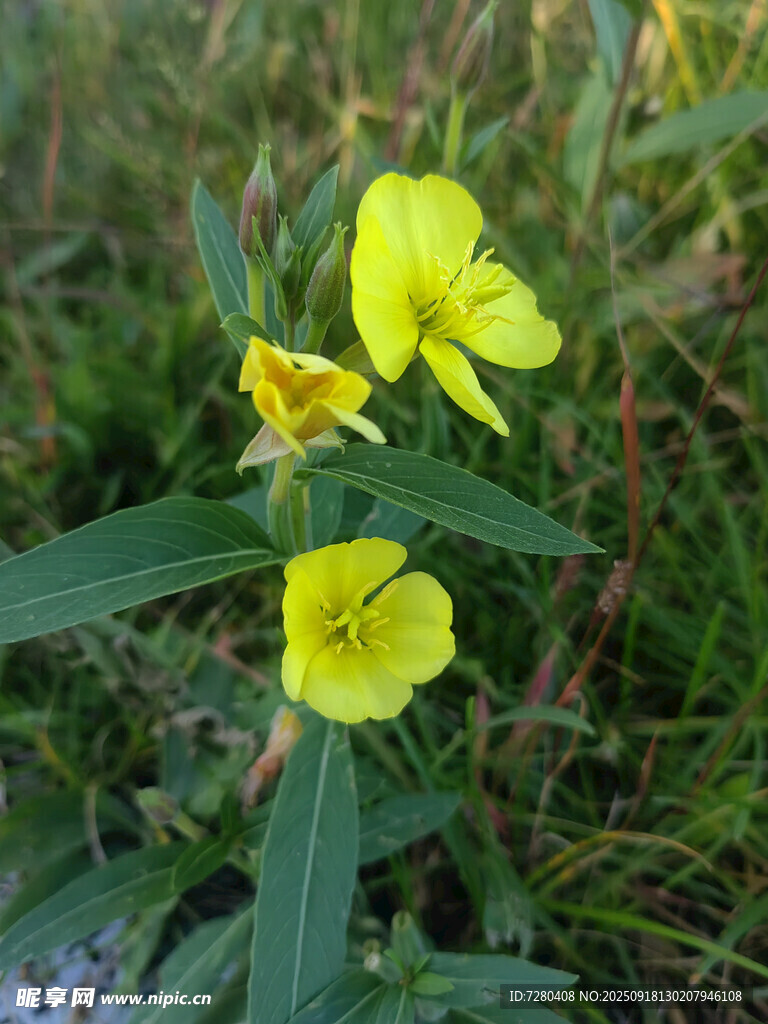 草地上的黄色小花