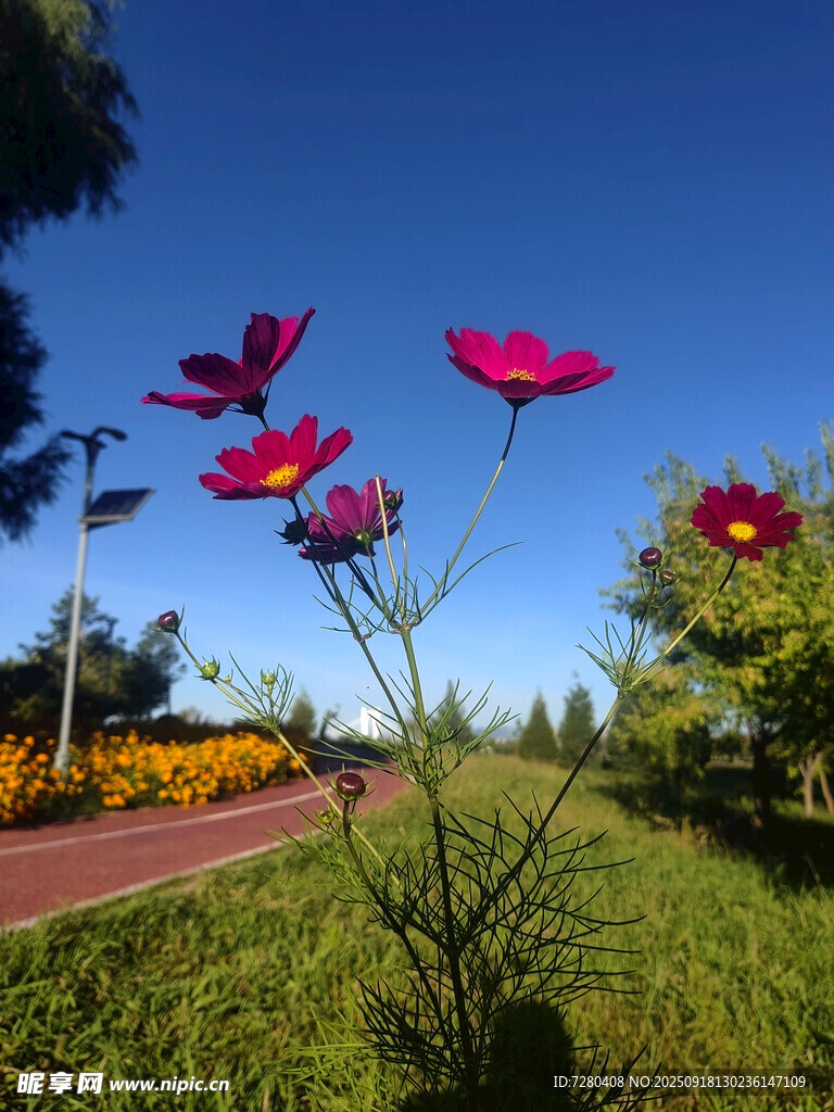 路边绽放的艳丽格桑花