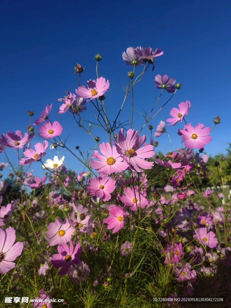 蓝天映衬下的绚烂格桑花