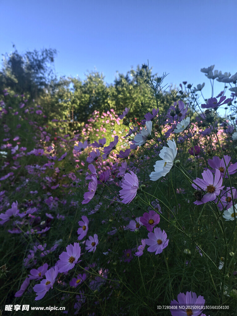 繁花盛开的烂漫户外景致