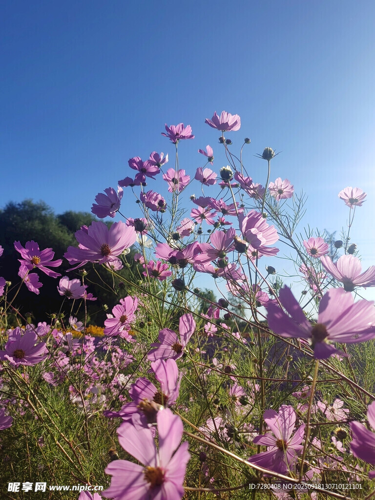 阳光下的烂漫波斯菊花海