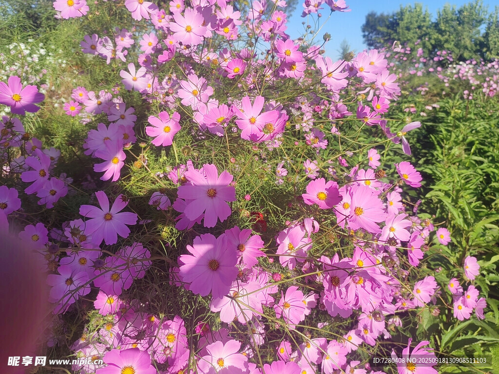 粉色格桑花海美景