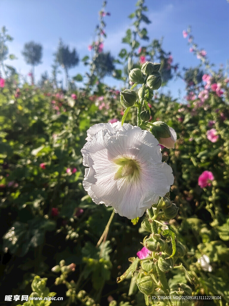白色花朵绽放于花丛中