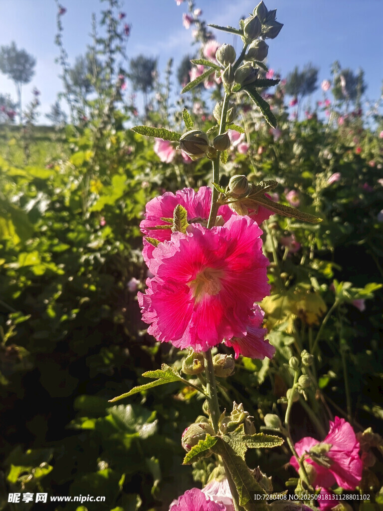 娇艳蜀葵花绽放