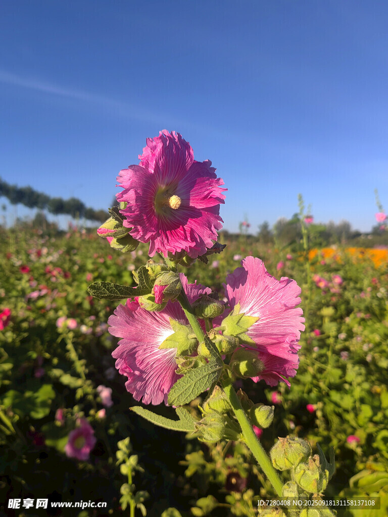 田野中的娇艳蜀葵花朵