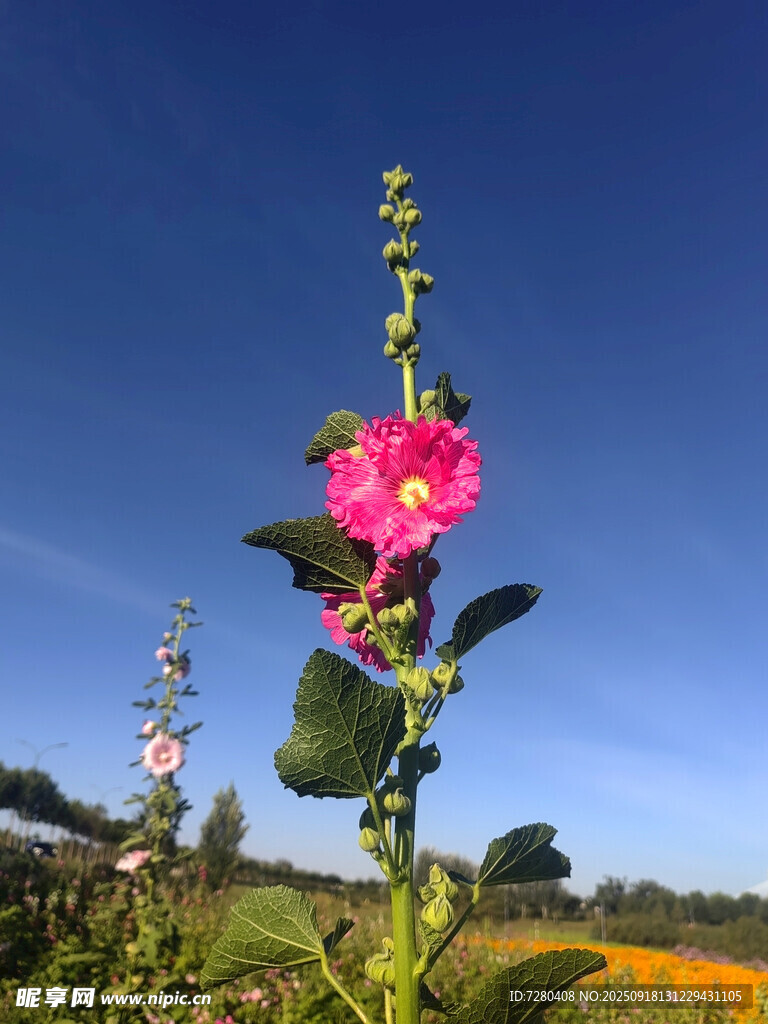 蓝天映衬下的艳丽蜀葵花