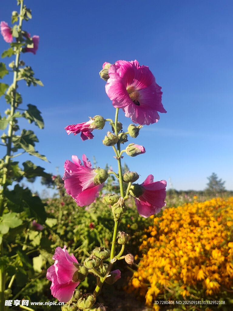 夏日花丛美景