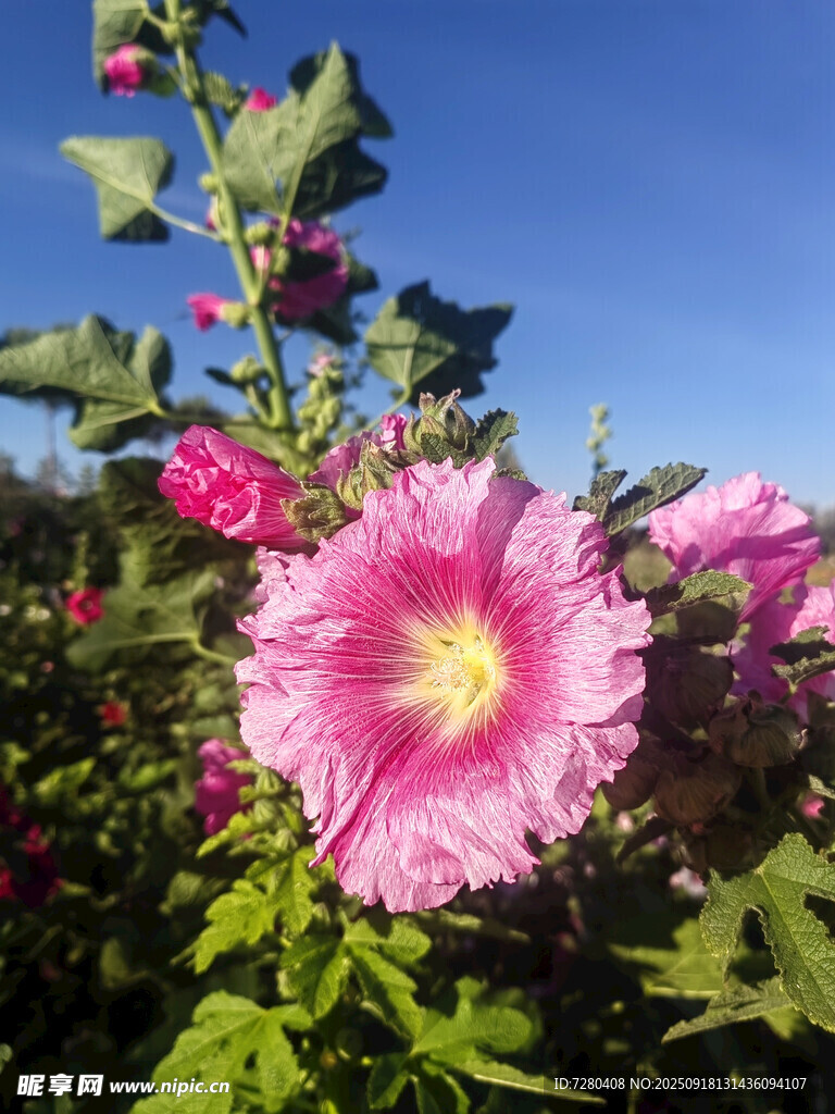 绽放的粉色蜀葵花
