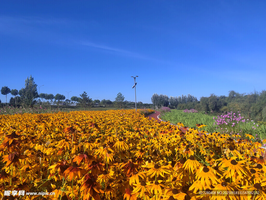 秋日绚烂花田美景