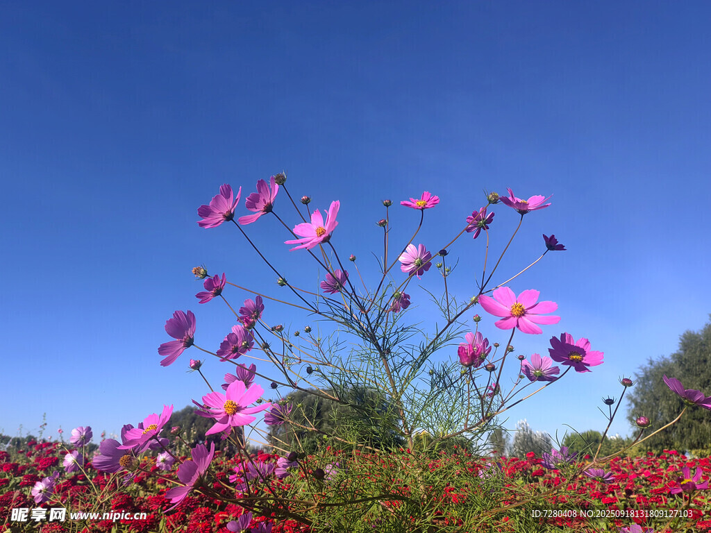 蓝天映衬下的绚烂格桑花