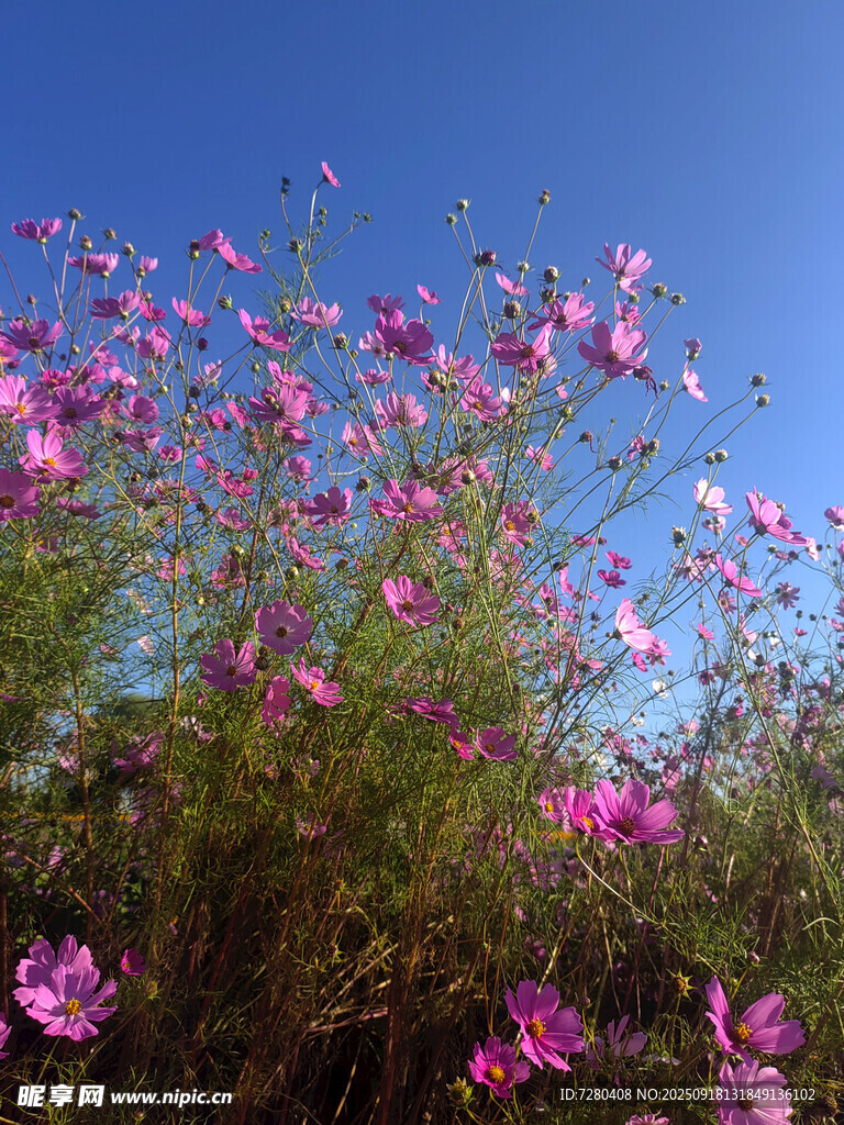 蓝天映衬下的烂漫格桑花