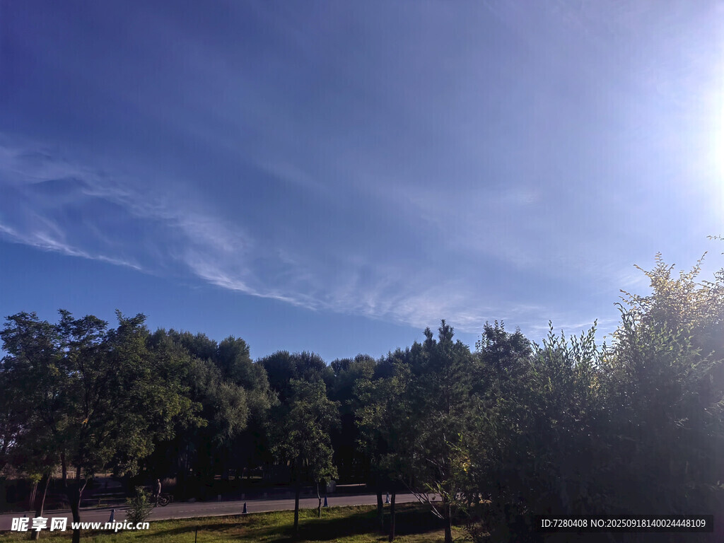 阳光照耀下的树林美景