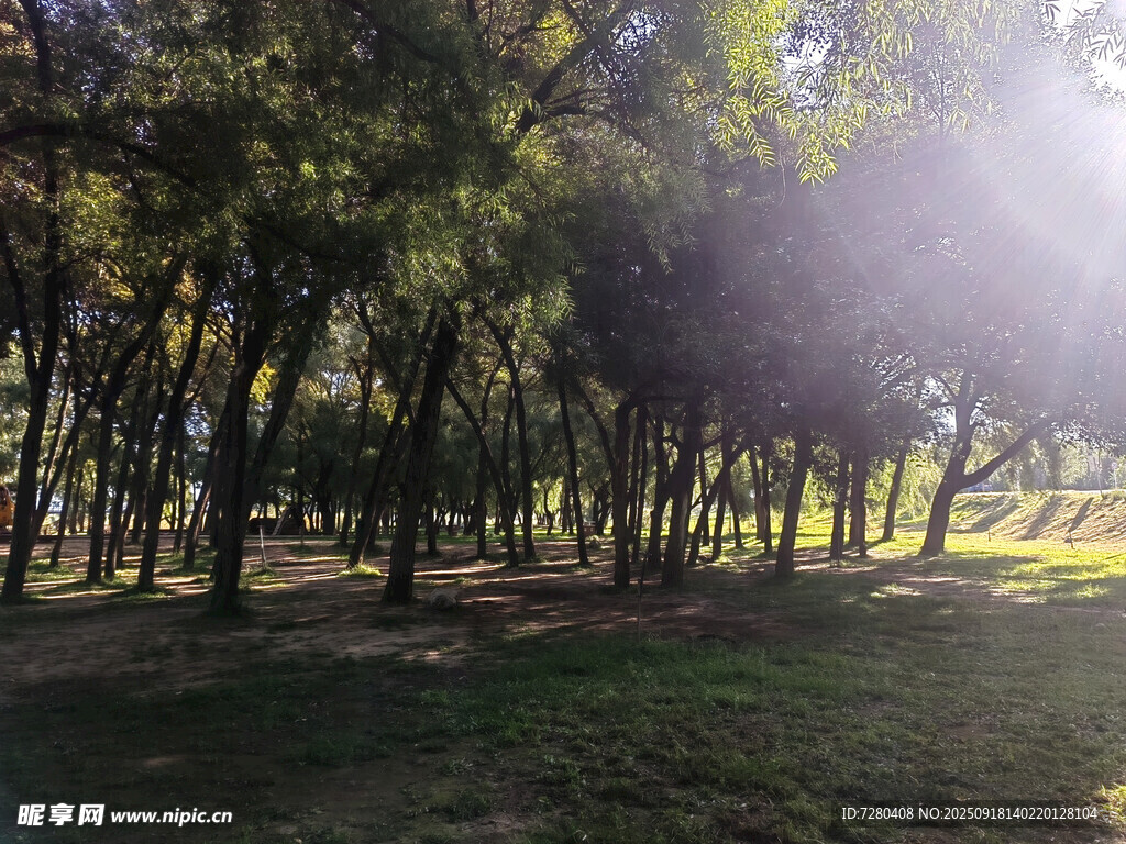 阳光洒落林间的静谧美景