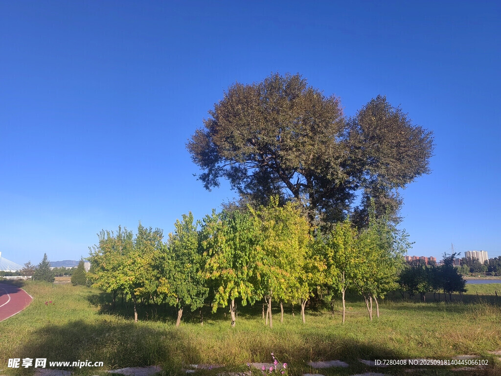 秋日田野树木美景