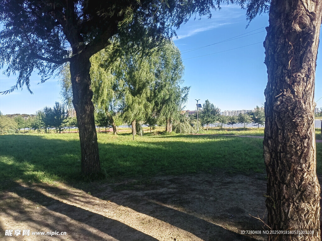 户外林荫草地风景