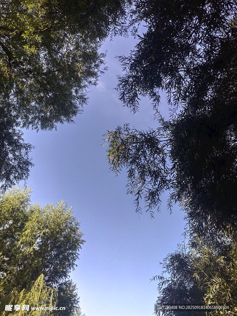 仰望蓝天绿树的自然景致
