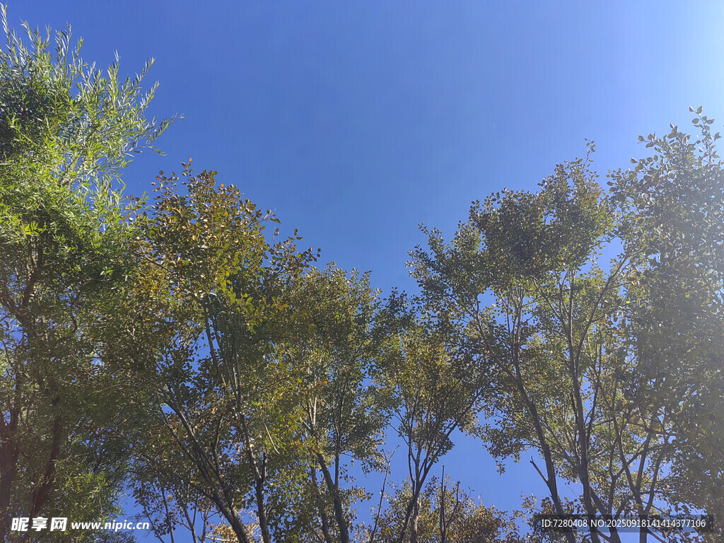 蓝天绿树风景