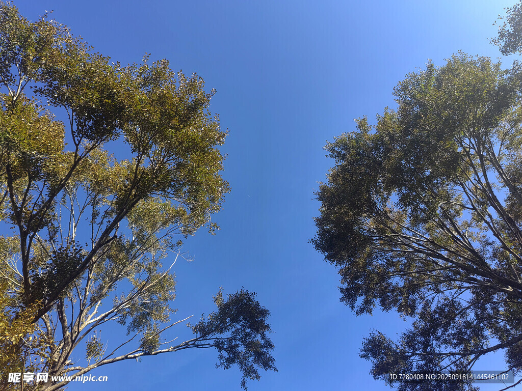 仰视蓝天绿树美景