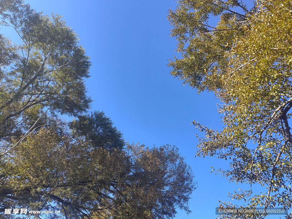 蓝天映衬下的繁茂树木