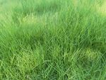 翠绿茂盛的草地