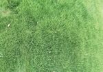 翠绿草地清新自然景象