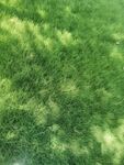 翠绿草坪上斑驳光影