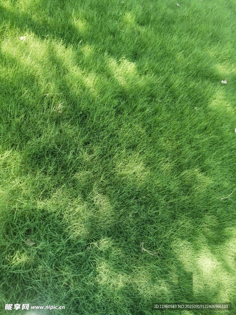 翠绿草坪上斑驳光影