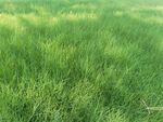 翠绿草地清新自然景象