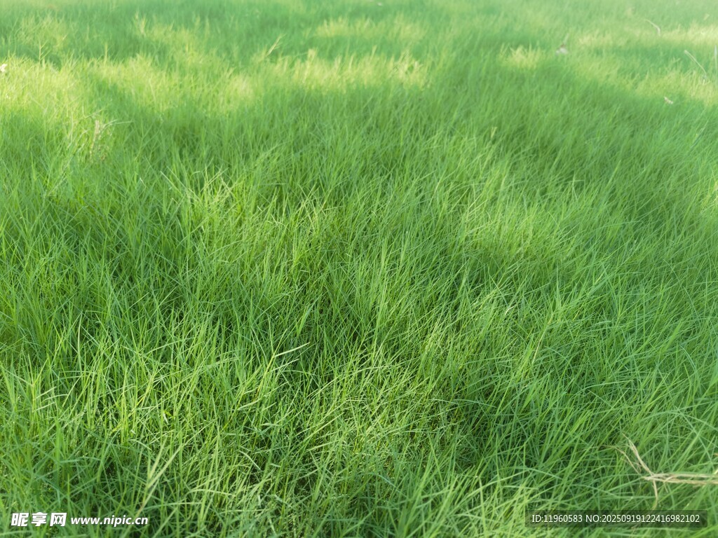 翠绿草地清新自然景象