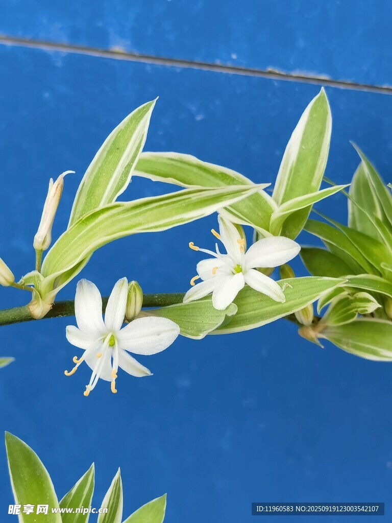 清新白色花卉金边吊兰兰花