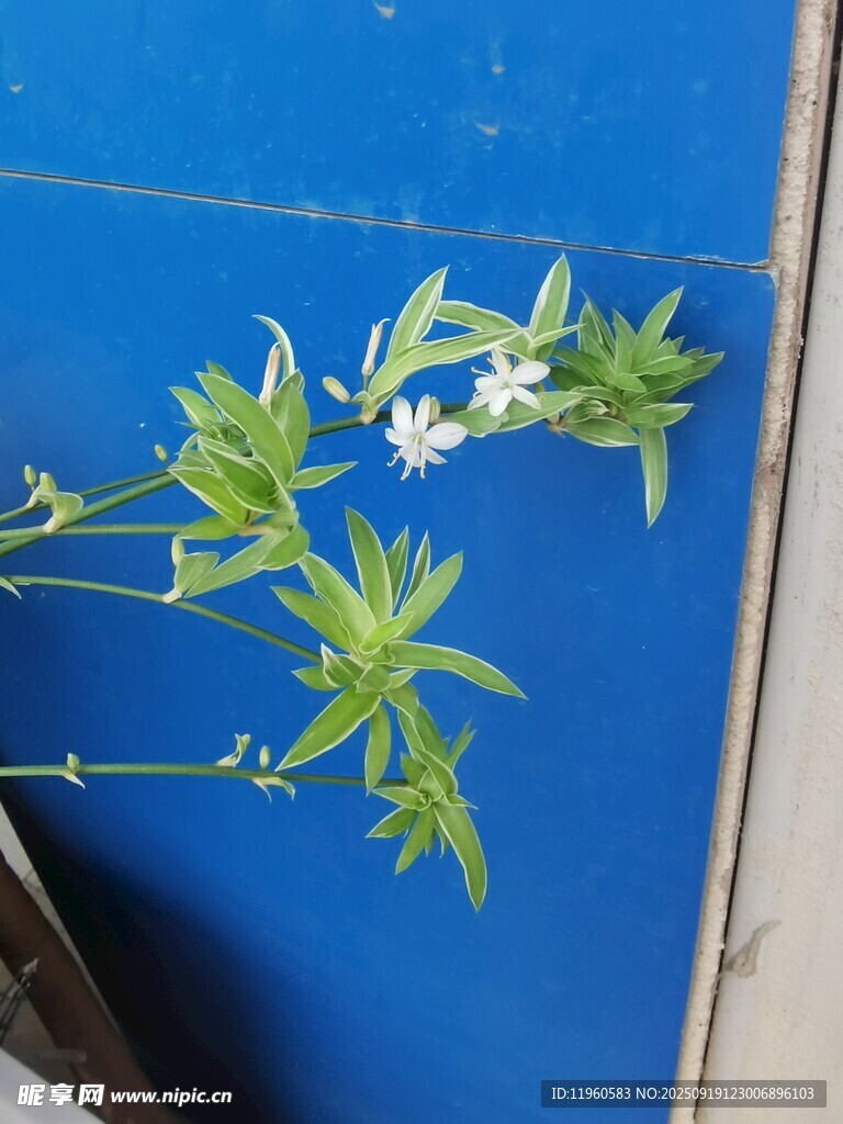 蓝背景上的翠绿金边吊兰兰花