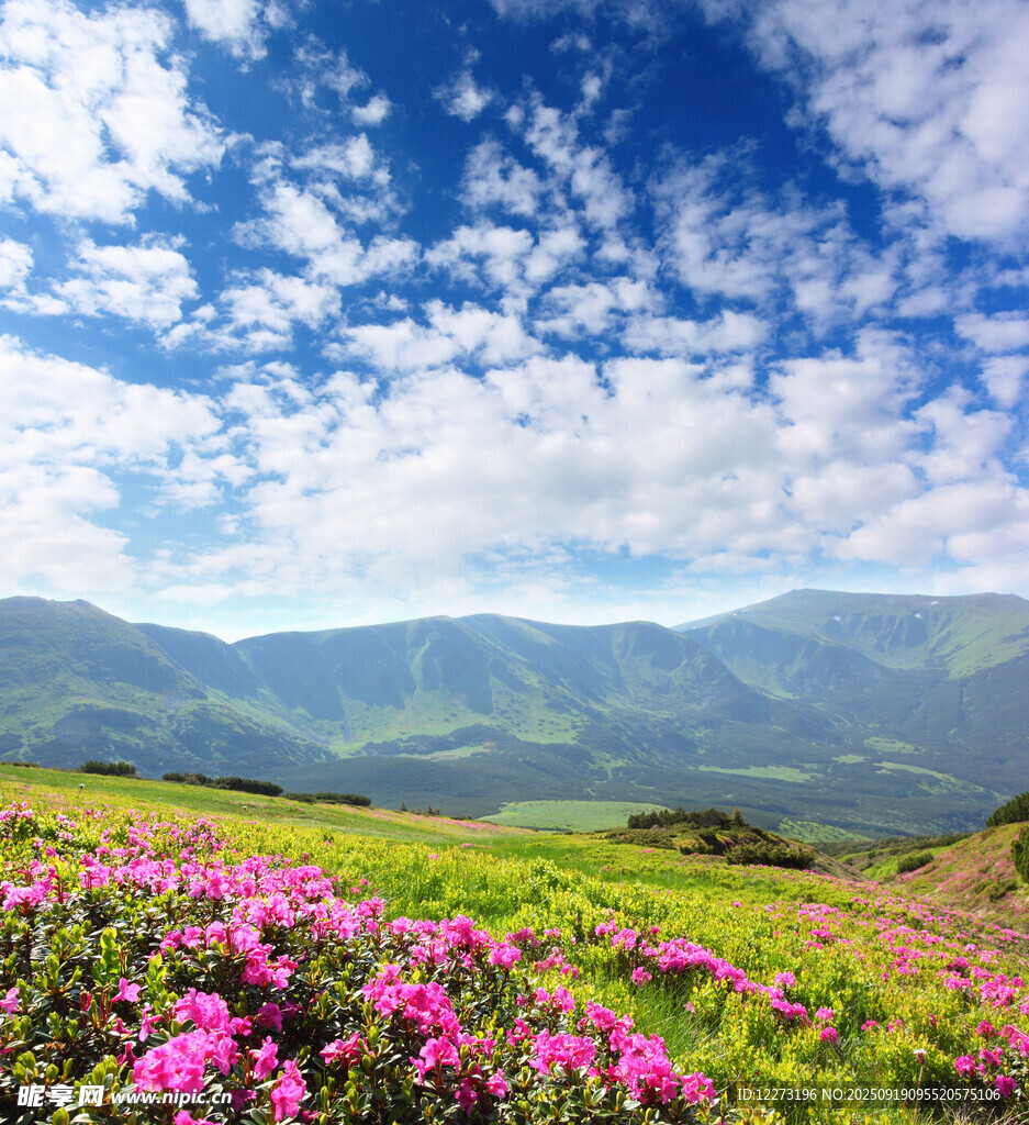 山间烂漫花海与蓝天白云