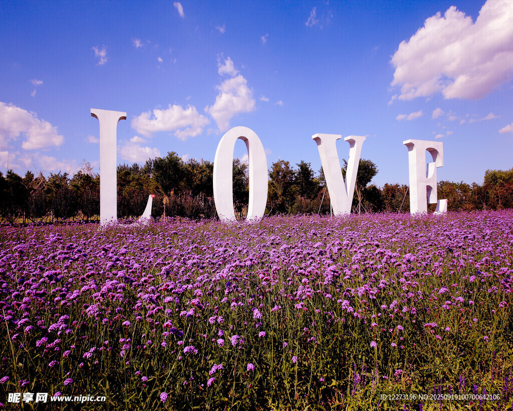 紫色花田中的LOVE字样