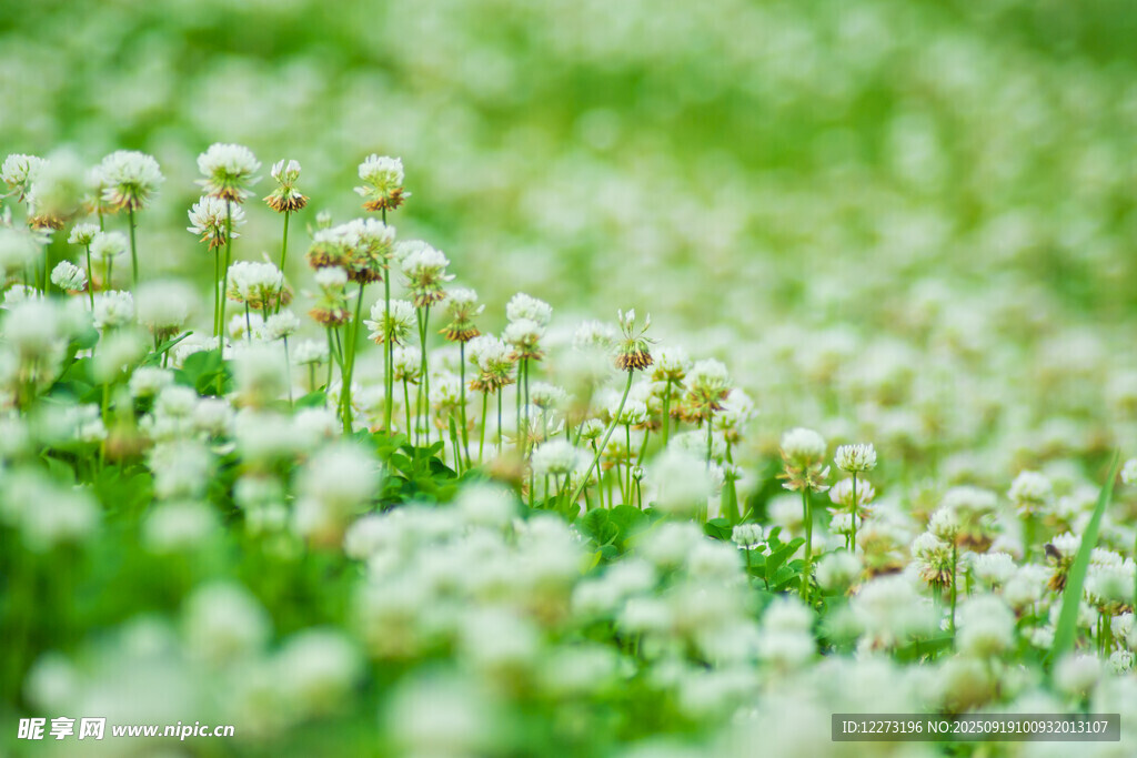 翠绿白花的清新植物景观