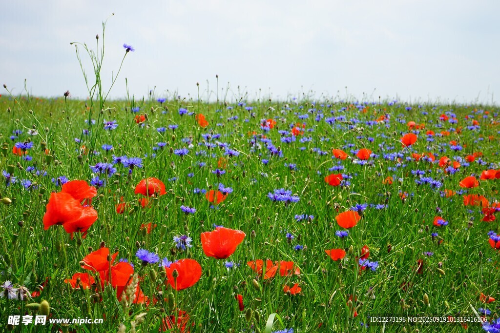 花海烂漫 