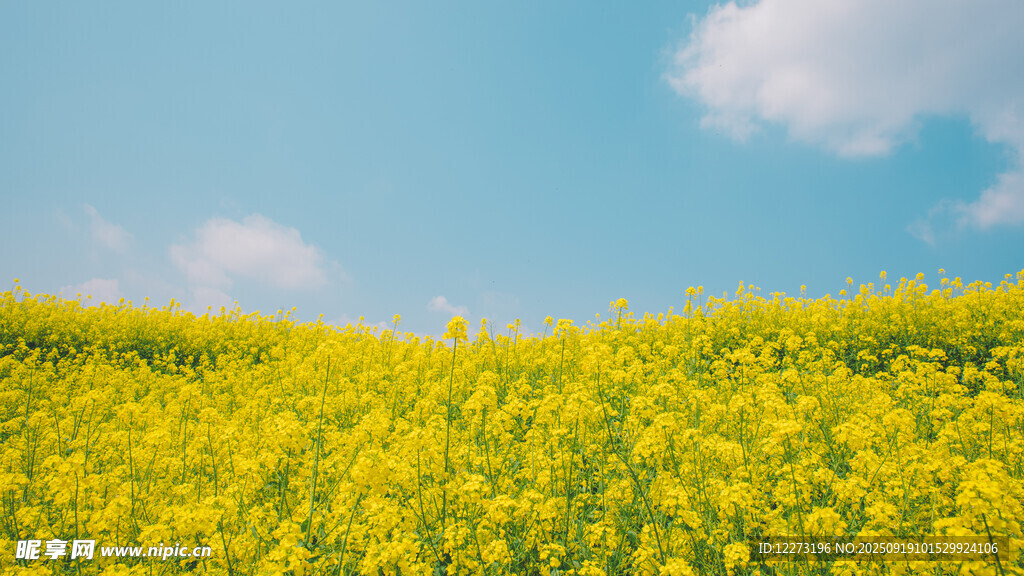 金黄油菜花海蓝天美景