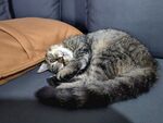 沙发上酣睡的可爱猫咪