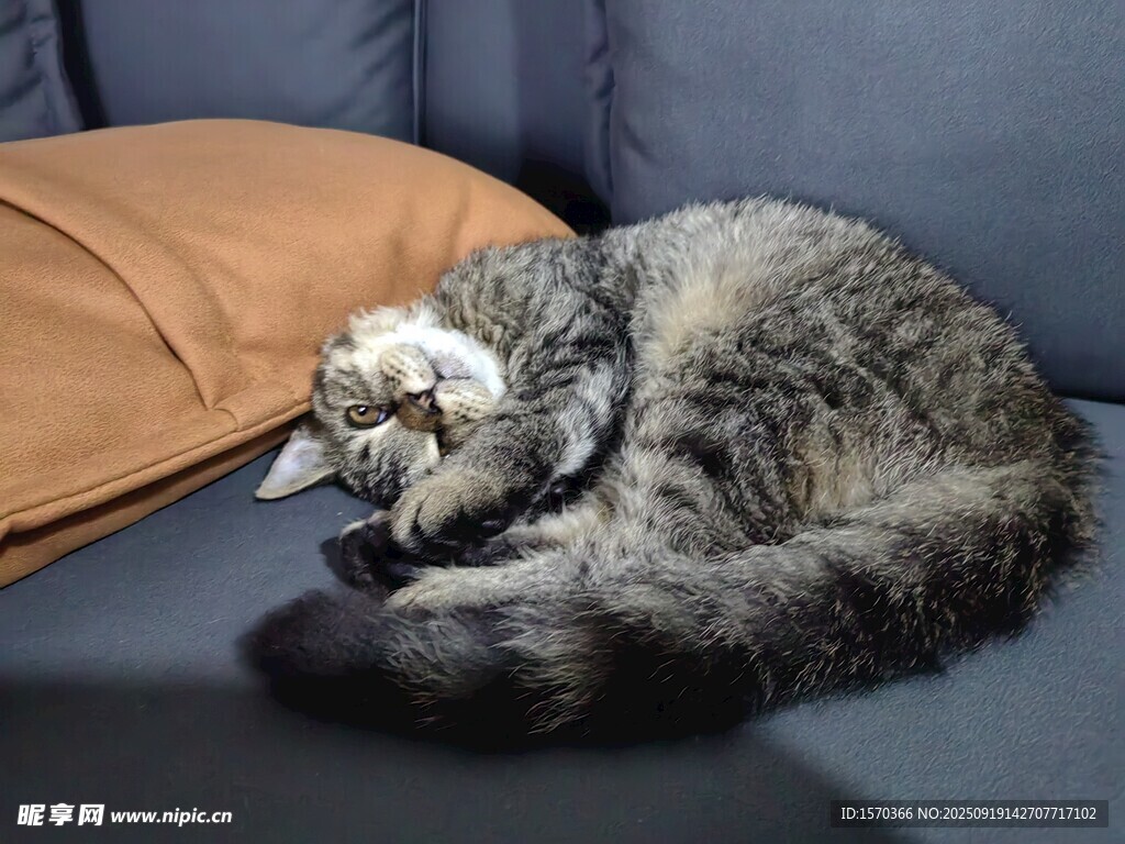 沙发上酣睡的可爱猫咪