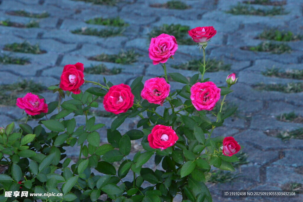月季花  