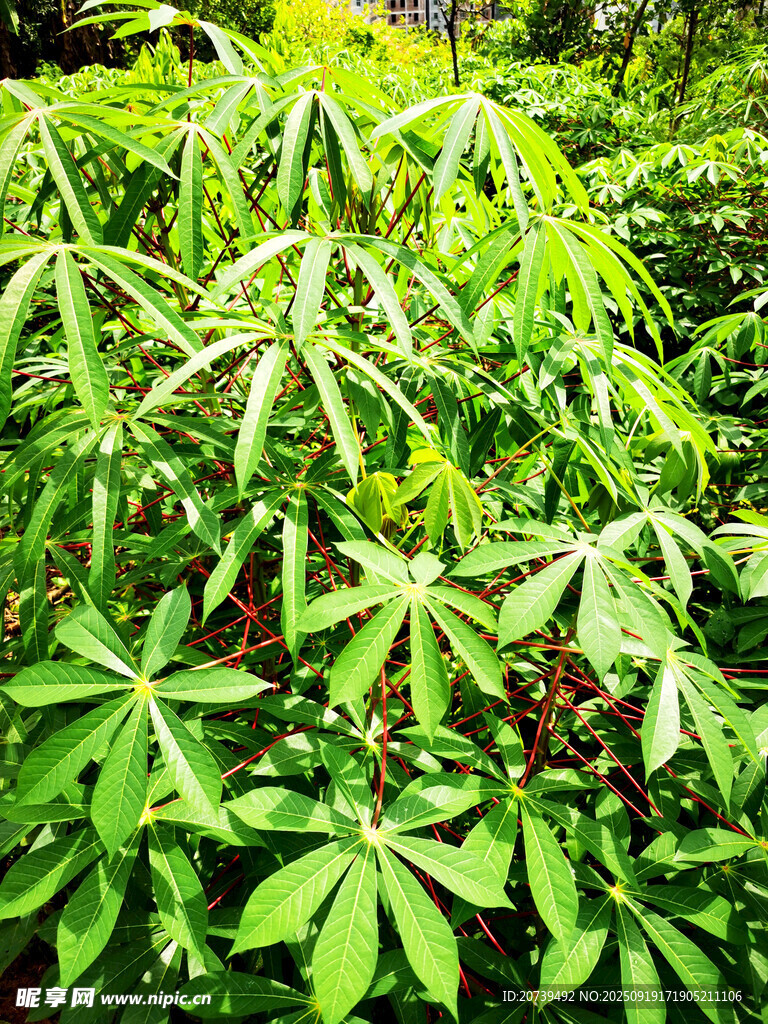 木暑树