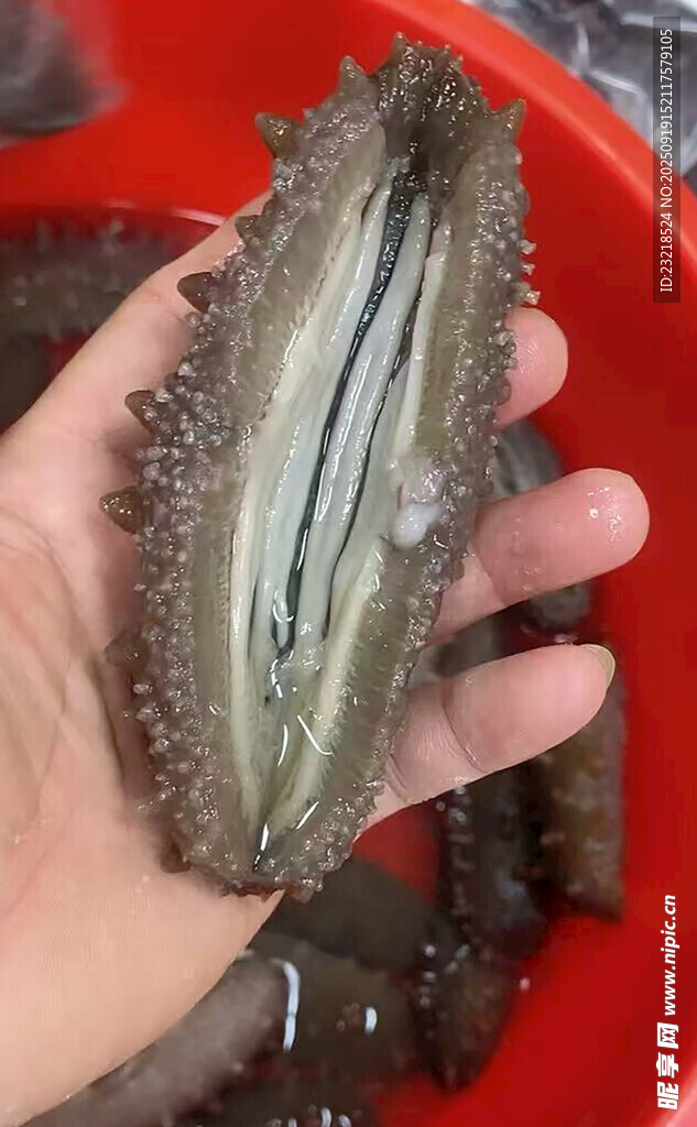 海参
