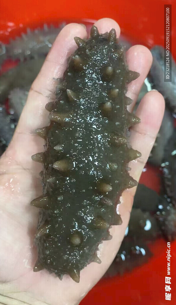 海参