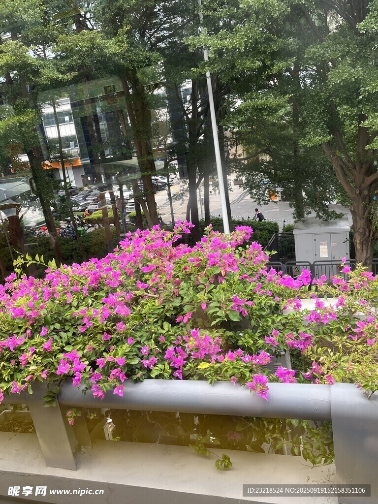 小红花