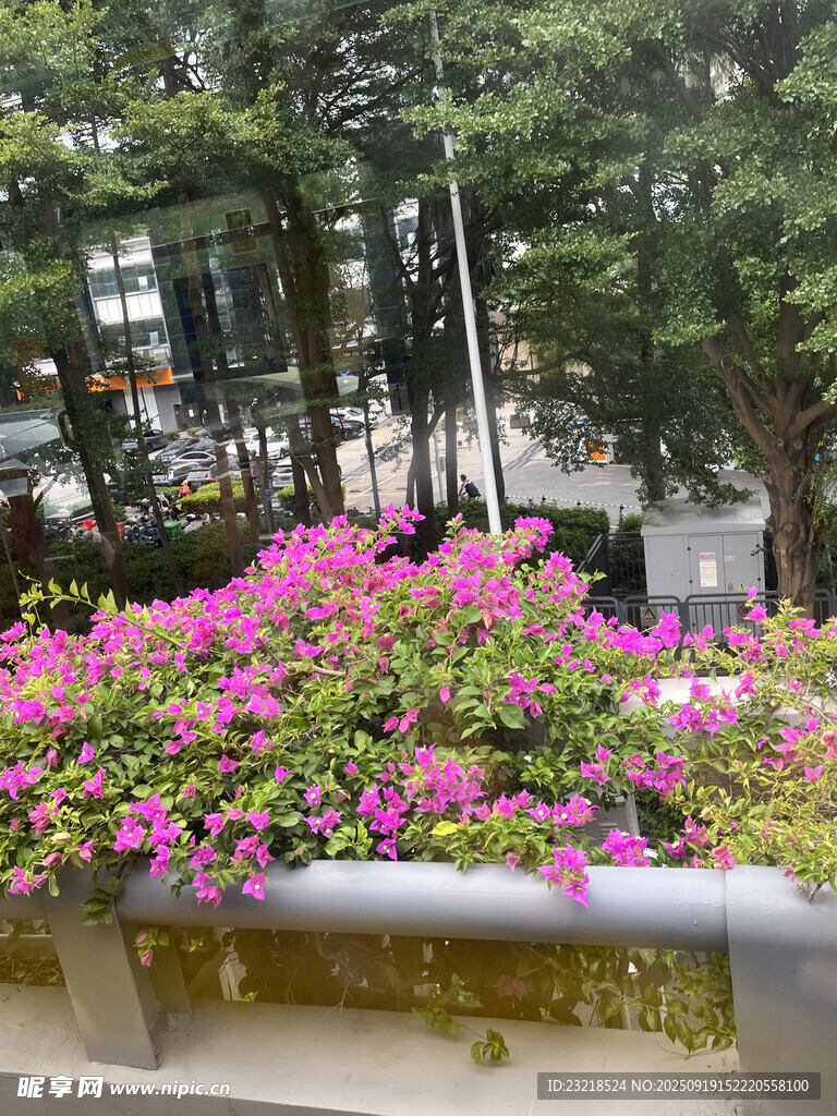 叶子花