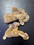 黄精