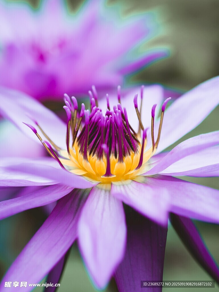 紫色莲花花瓣