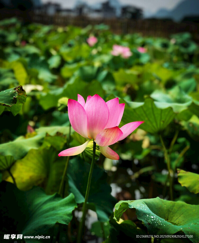 荷塘莲花
