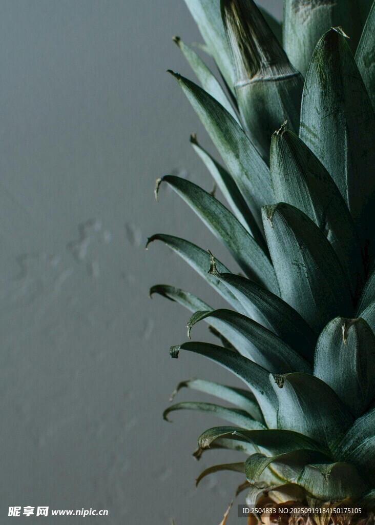 翠绿菠萝特写